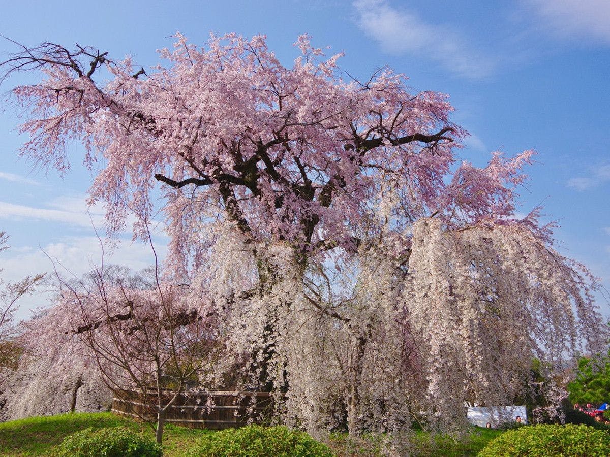 สวนมารุยามะ (เดิน 15 นาที)