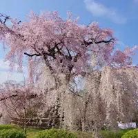 สวนมารุยามะ (เดิน 15 นาที)