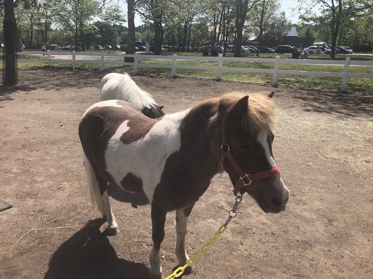 ノーザンホースパーク