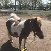 ノーザンホースパーク