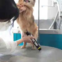 ホテルサロンで愛犬様のケア