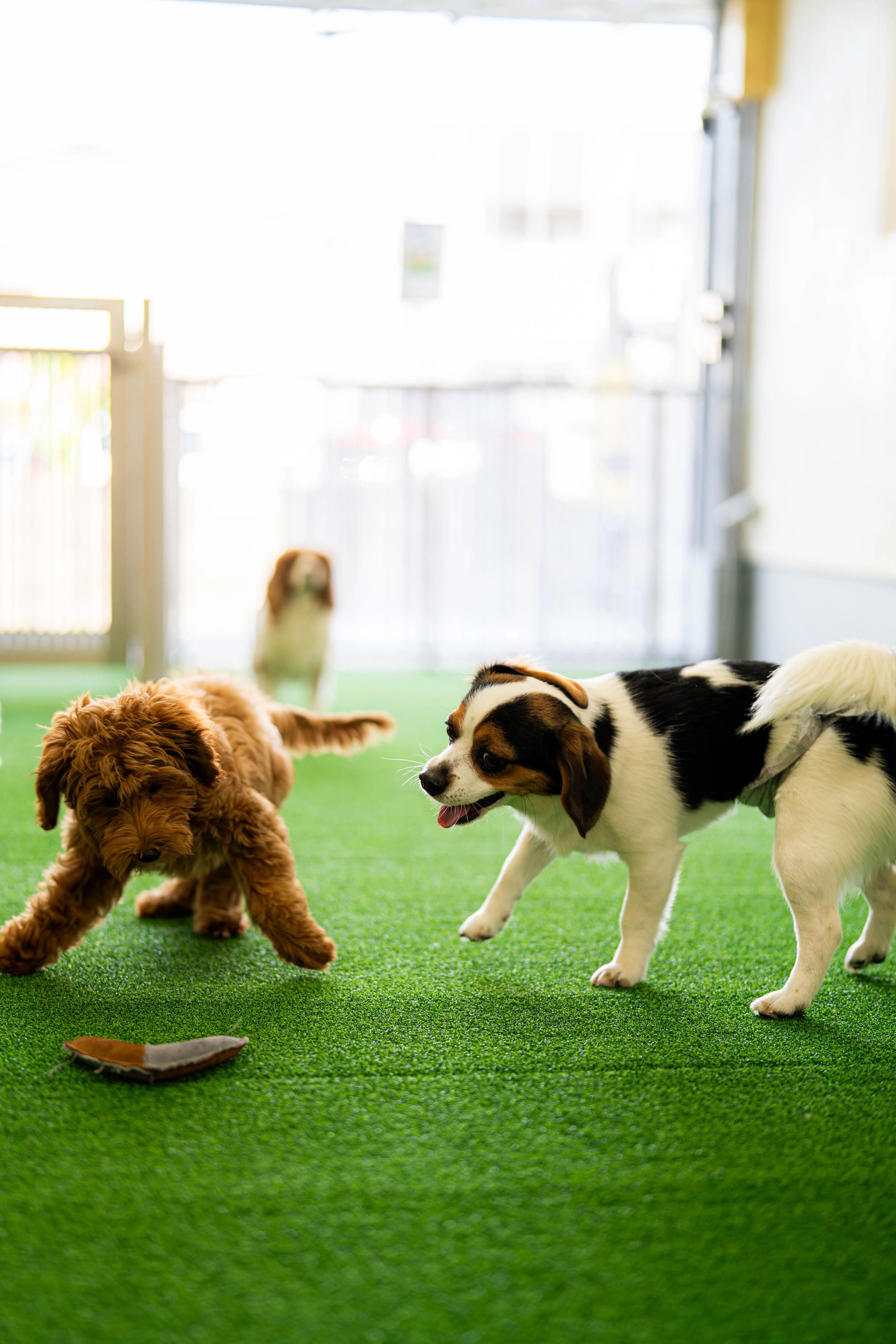 ご宿泊の愛犬様30分ドックランご利用無料