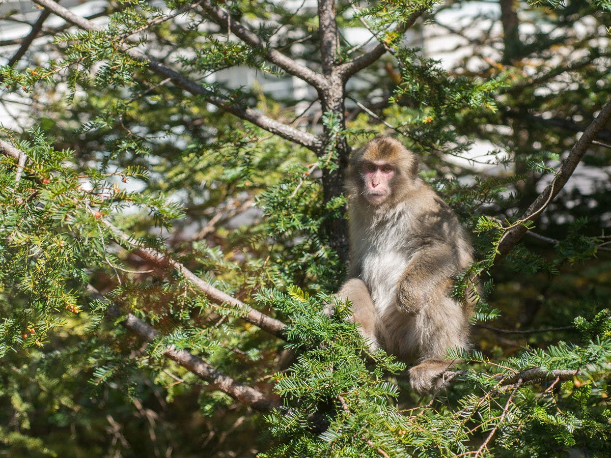 *สัตว์ต่างๆ ในบริเวณใกล้เคียง