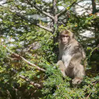 *สัตว์ต่างๆ ในบริเวณใกล้เคียง