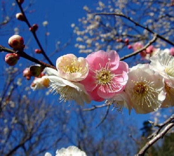 เทศกาลบ๊วยอาตามิ