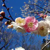 เทศกาลบ๊วยอาตามิ