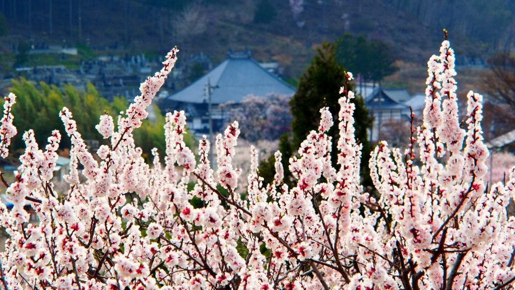 หมู่บ้านแอปริคอตชิคุมะ