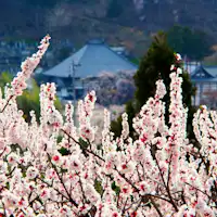 หมู่บ้านแอปริคอตชิคุมะ