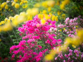 湯布院ホテル森のテラス