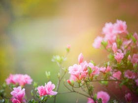 湯布院ホテル森のテラス