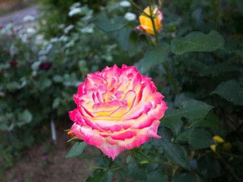 ホテルの庭に咲く薔薇