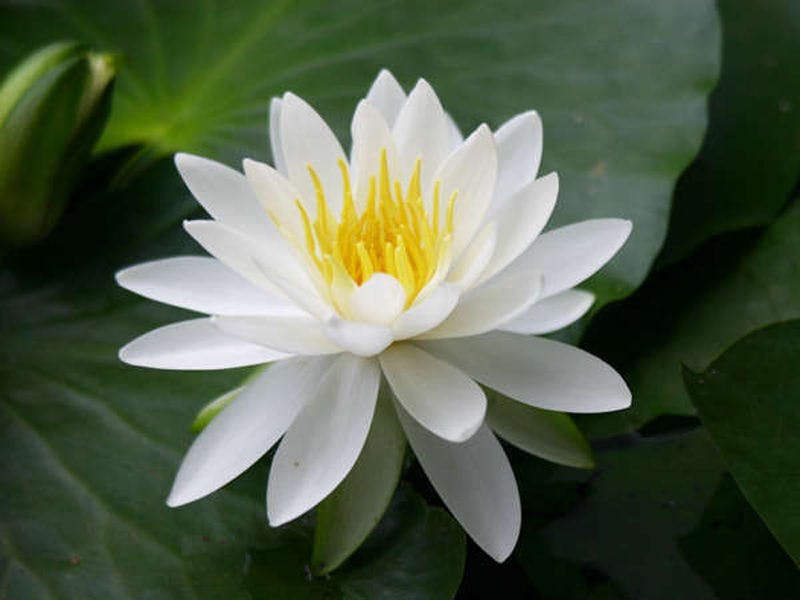 Teratai di Kuil Heian adalah yang paling indah dari akhir Mei hingga Ogos.