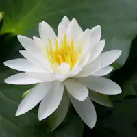 Teratai di Kuil Heian adalah yang paling indah dari akhir Mei hingga Ogos.