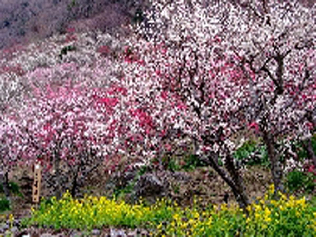 สวนบ๊วยยูงาวาระ "เทศกาลดอกบ๊วย"