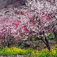 สวนบ๊วยยูงาวาระ "เทศกาลดอกบ๊วย"