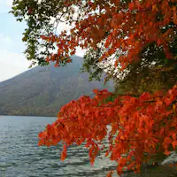 ใบไม้เปลี่ยนสีที่ทะเลสาบชูเซ็นจิ