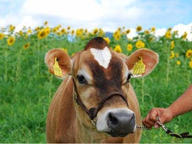 休暇村　蒜山高原