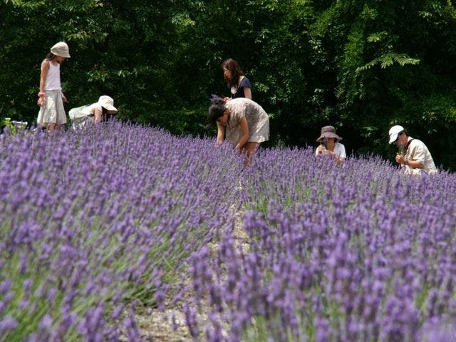 【蒜山香草园】薰衣草采摘