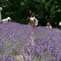 【蒜山香草园】薰衣草采摘