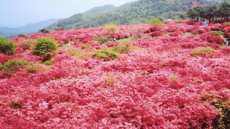 Kyukamura Kesennuma Oshima