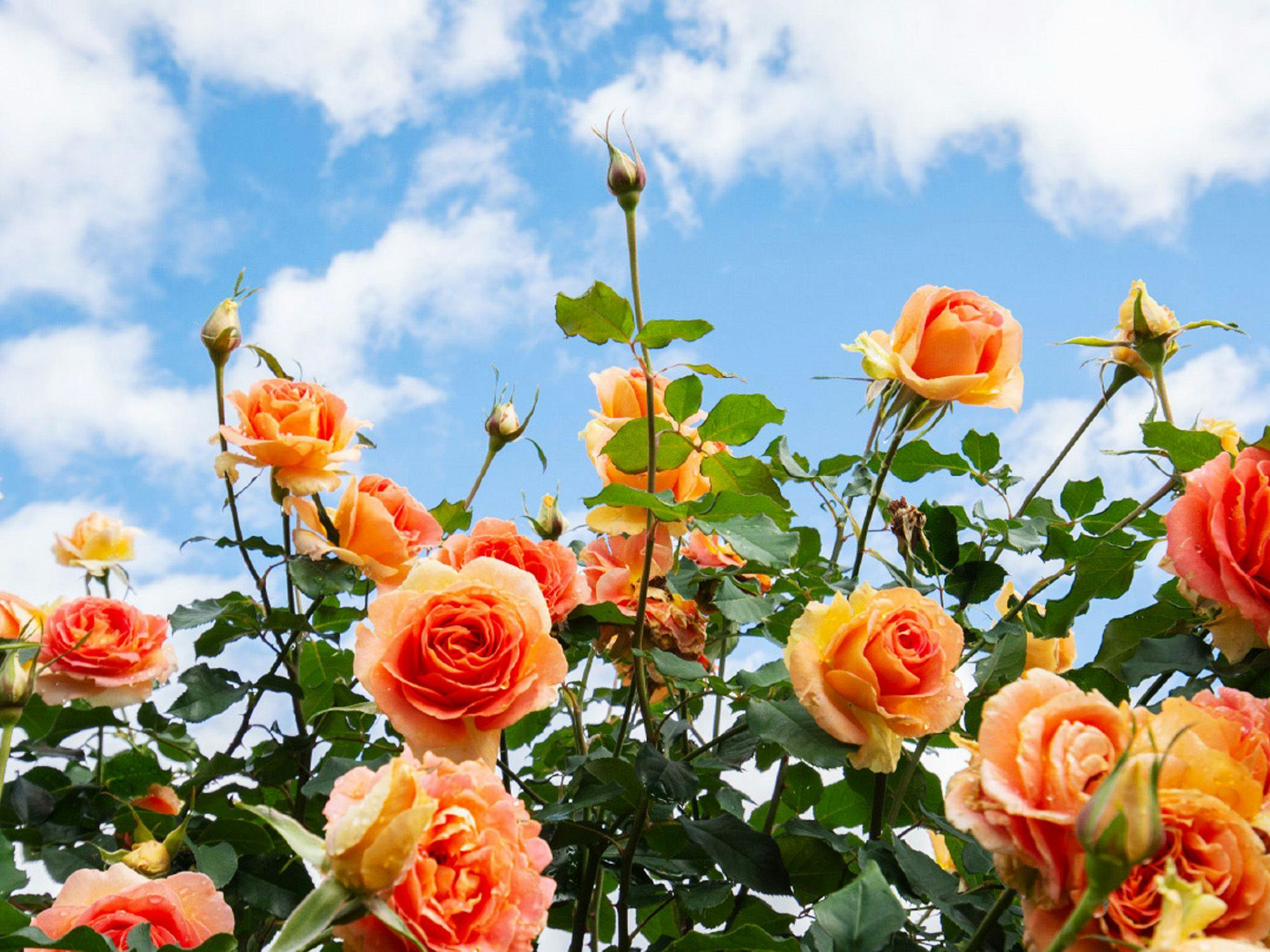 Nakanojo Gardens: Autumn Roses