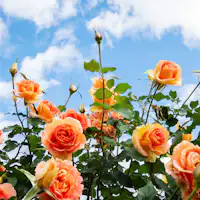 Nakanojo Gardens: Autumn Roses