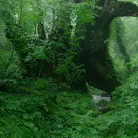 สวนพฤกษศาสตร์ที่ราบสูงทาจิมะ