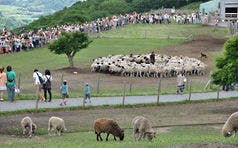 ฟาร์มแม่♪ ประมาณ 1.5 ชั่วโมงโดยรถยนต์