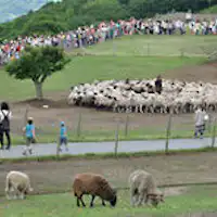 ฟาร์มแม่♪ ประมาณ 1.5 ชั่วโมงโดยรถยนต์