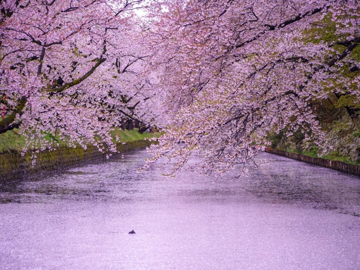 1 hour drive to Hirosaki's cherry blossoms.