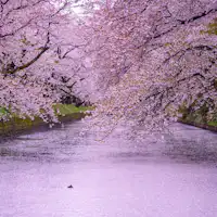 ขับรถ 1 ชั่วโมงถึงซากุระที่ฮิโรซากิ