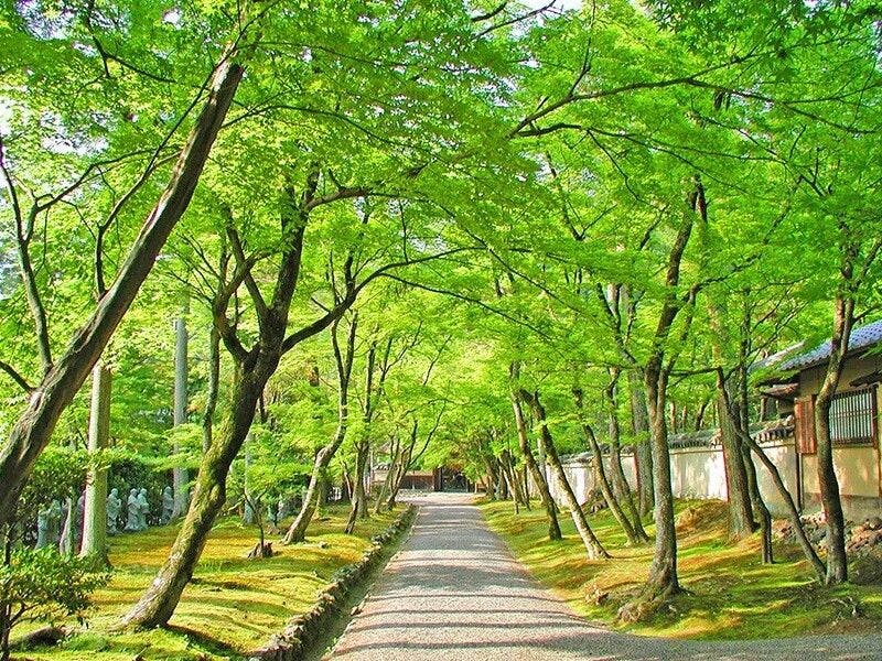 Hōgon-in (kehijauan segar)