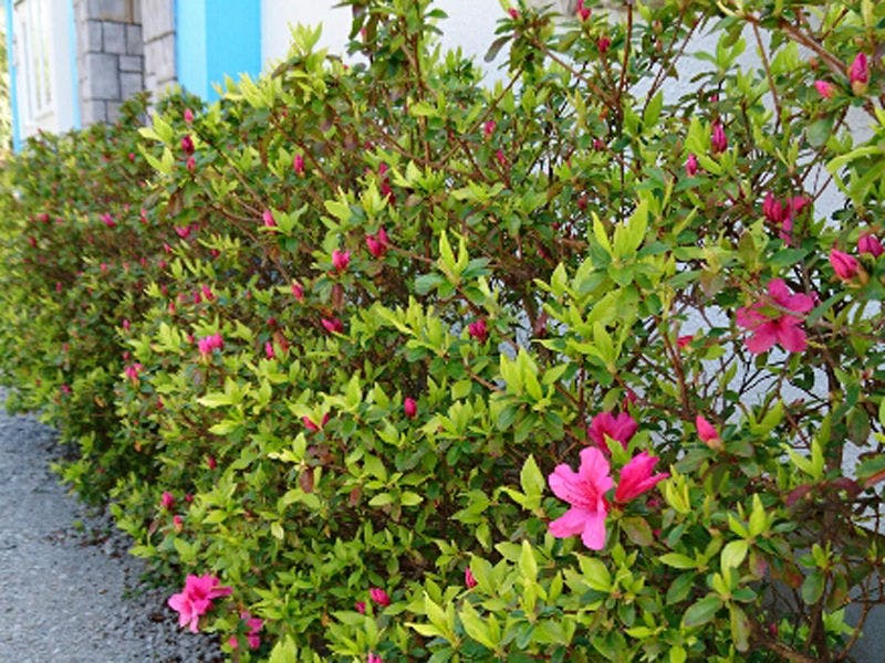 Azalea di fasilitas kami