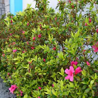 Azalea di fasilitas kami