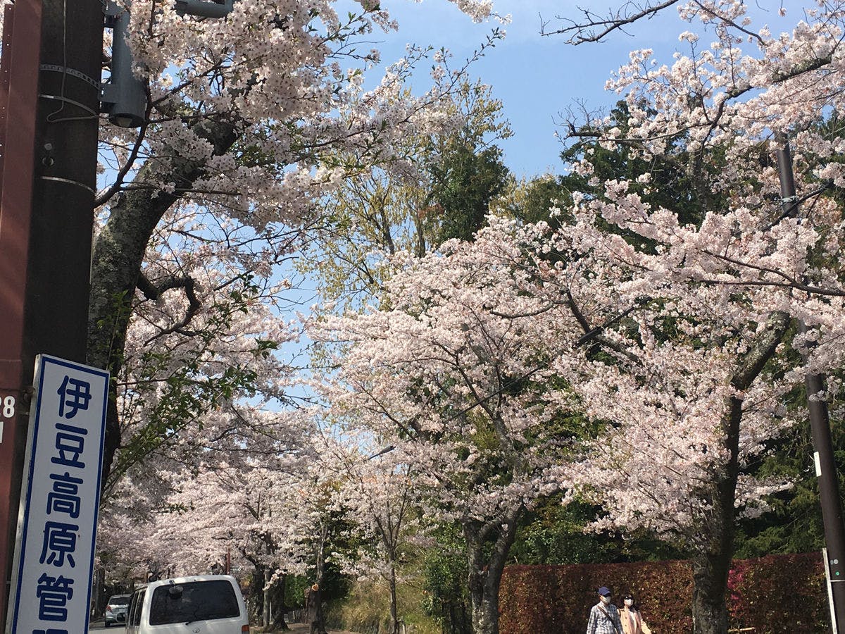 Jalan Sakura yang terhubung dari Stasiun Izu Kogen
