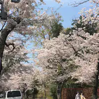 Jalan Sakura yang terhubung dari Stasiun Izu Kogen