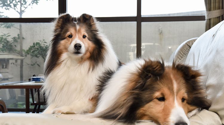 まつしん の宿泊プラン 予約 Yahoo トラベル まつしん の宿泊プラン 予約 Yahoo トラベル