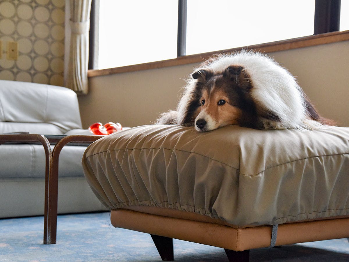 *【สุนัขมาสคอต】ชอบโซฟาในล็อบบี้♪