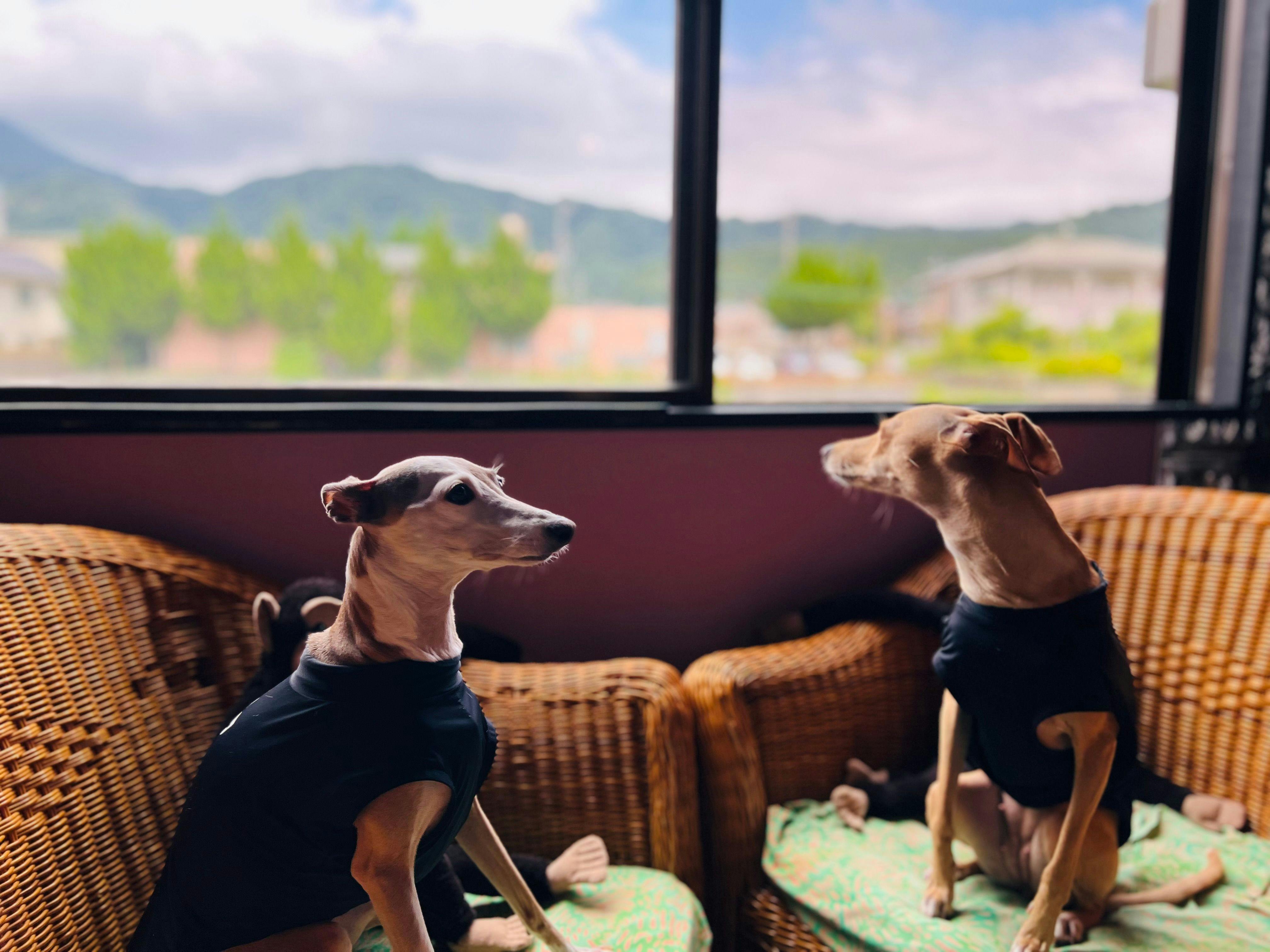 มีห้องน้ำสำหรับสุนัขโดยเฉพาะ