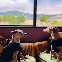 มีห้องน้ำสำหรับสุนัขโดยเฉพาะ