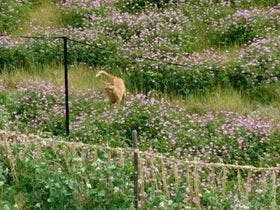 宿ｙａ－ｌｏｄｇｅ