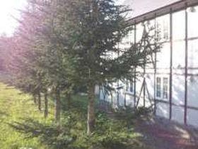 グレーシィトマム