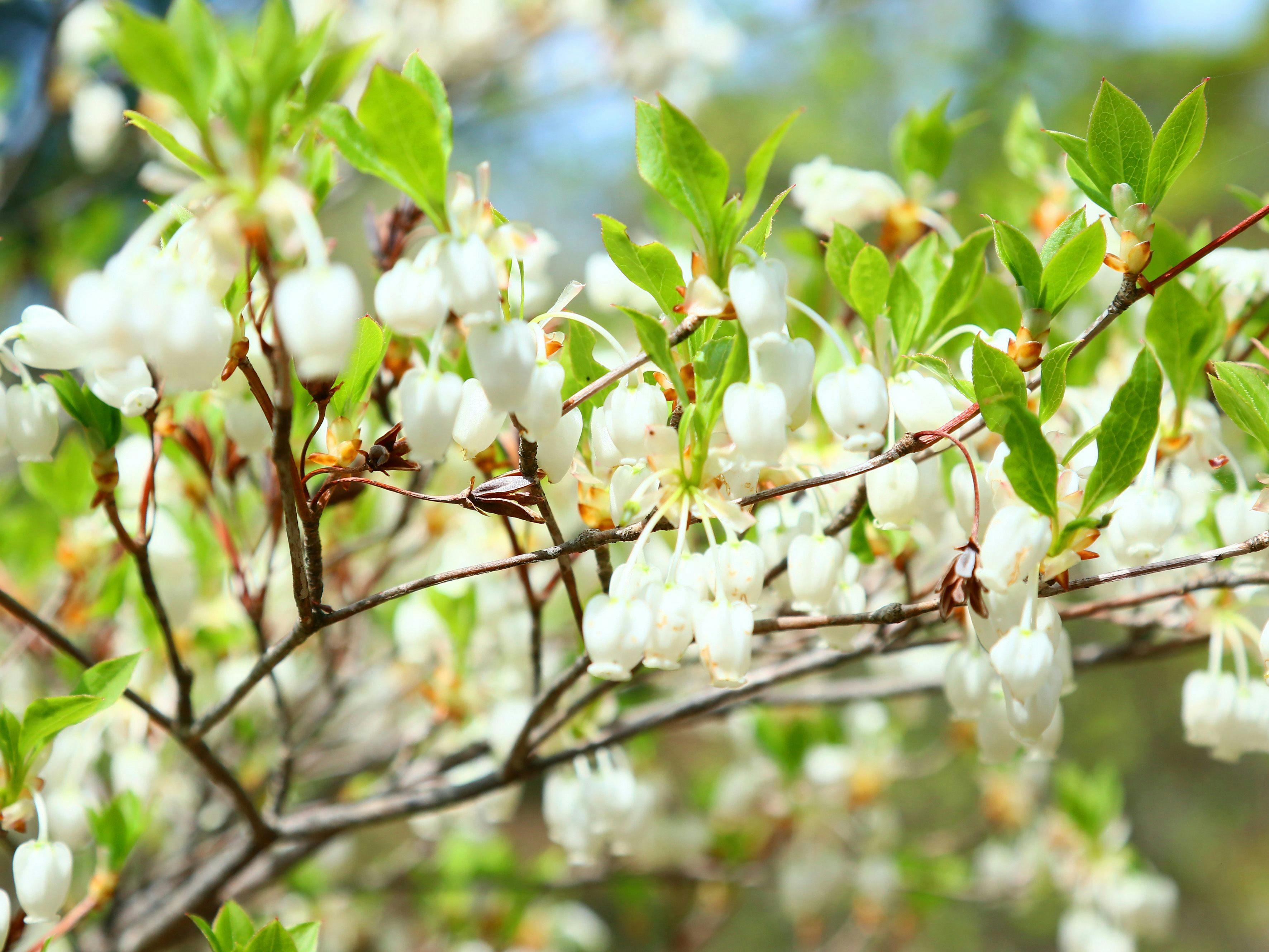 Jalur hiking◆Dapat dimulai dari Akomodasi