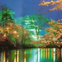 งานชมดอกซากุระยามค่ำคืนที่ปราสาททาคาดะที่มีการประดับไฟ