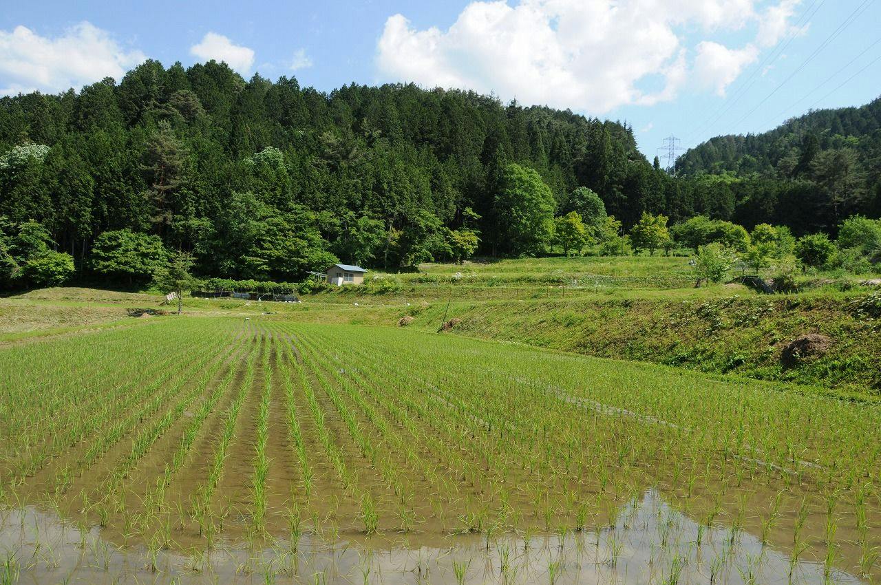 Sakura Guest House