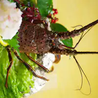ซาชิมิกุ้งมังกรอิเสะสด