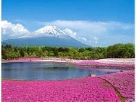 芝櫻節