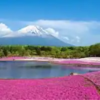 芝櫻節
