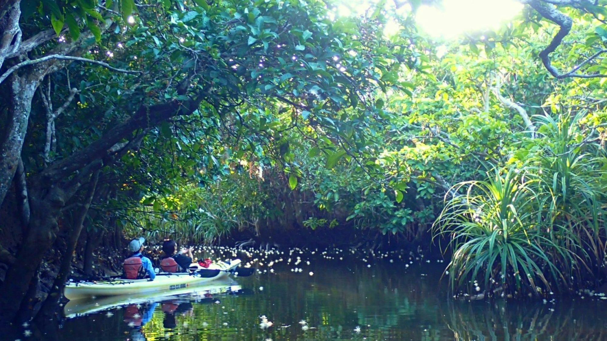 *【ดอกซาการิบานะ】