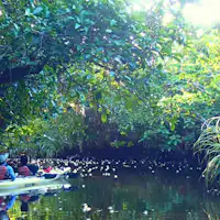 *【ดอกซาการิบานะ】